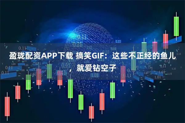盈珑配资APP下载 搞笑GIF：这些不正经的鱼儿，就爱钻空子
